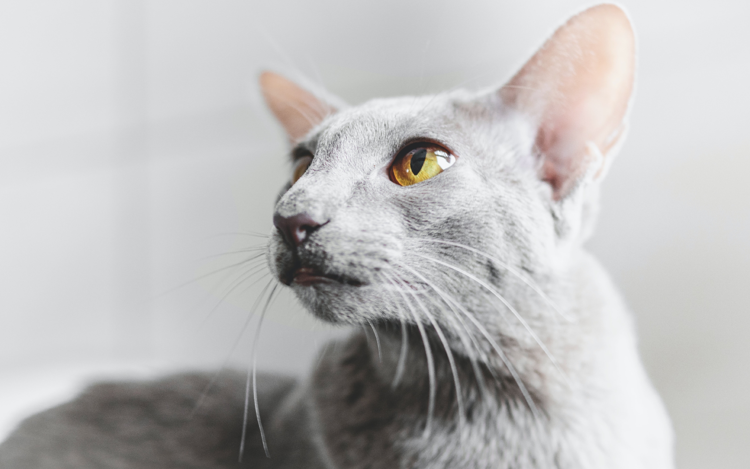 Hypoalergenní kočky – kočky vhodné i pro alergiky