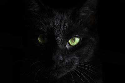 Černé kočky symbolem neštěstí? Pojďme si tento mýtus jednou pro vždy vyvrátit!