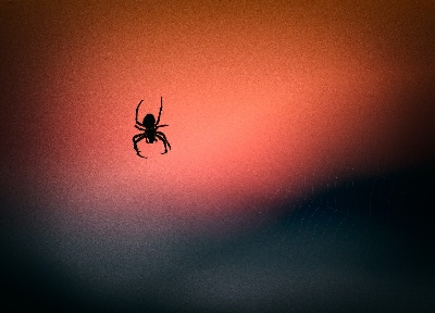 Pravý důvod, proč se bojíte pavouků